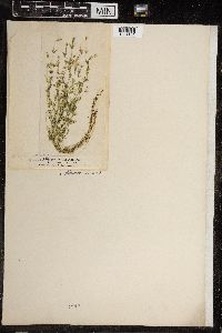 Chara fragilis image