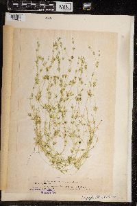 Chara fragilis image
