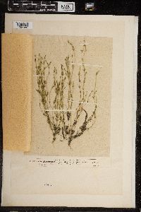 Chara fragilis image