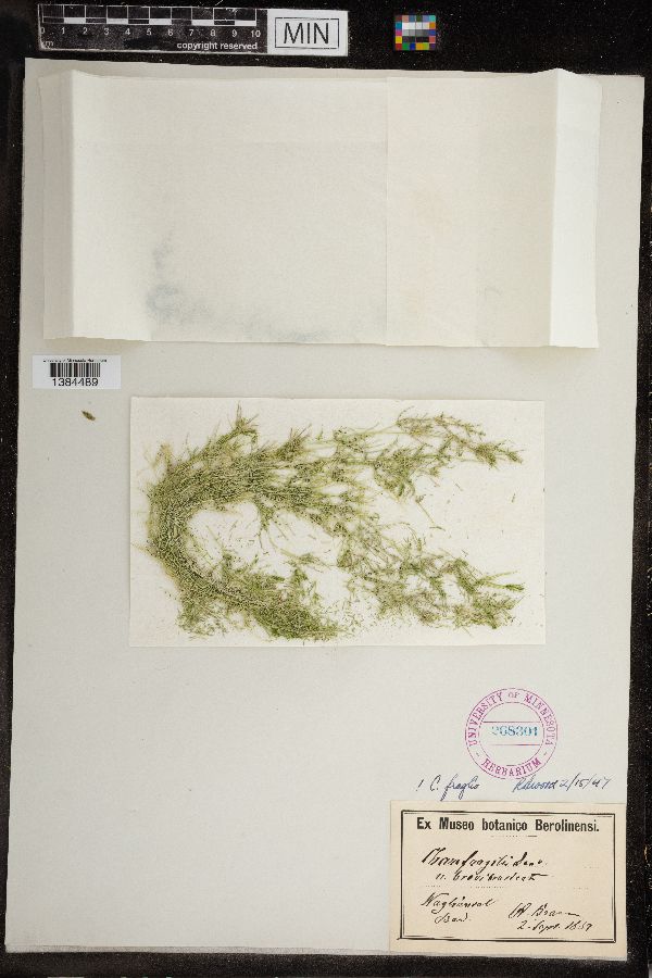 Chara fragilis image