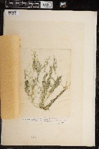 Chara fragilis image