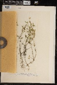 Chara fragilis image
