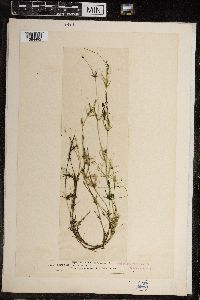 Chara fragilis image