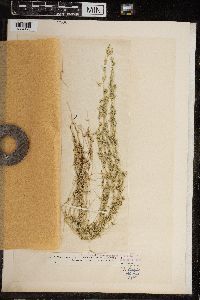 Chara fragilis image