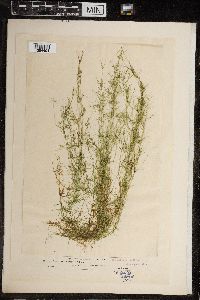 Chara fragilis image
