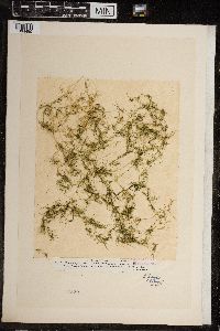 Chara fragilis image