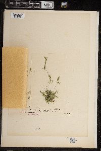 Chara fragilis image