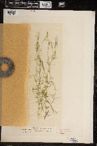 Chara fragilis image