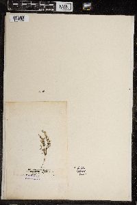 Chara fragilis image