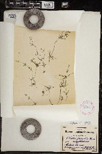 Chara fragilis image