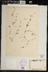 Chara fragilis image