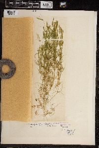 Chara fragilis image