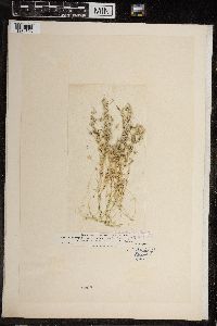 Chara fragilis image
