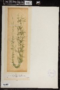 Chara fragilis image