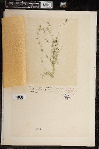 Chara fragilis image