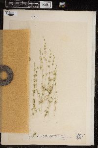 Chara fragilis image