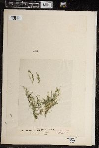 Chara fragilis image