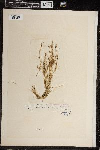 Chara fragilis image