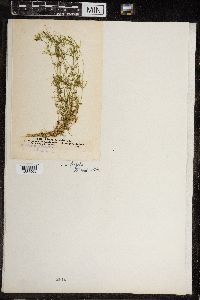 Chara fragilis image