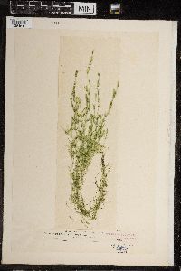 Chara fragilis image