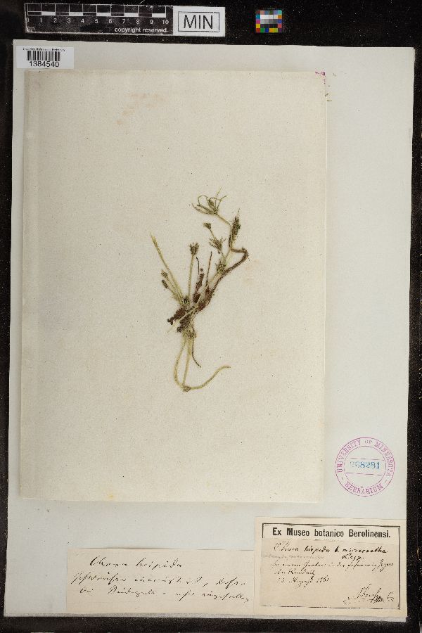 Chara hispida image