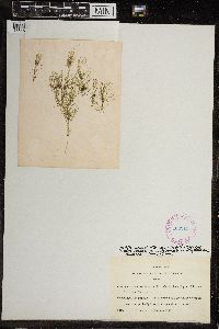 Image of Nitella acuminata