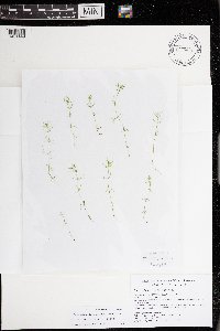 Image of Chara tenuifolia