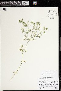 Lychnothamnus barbatus image