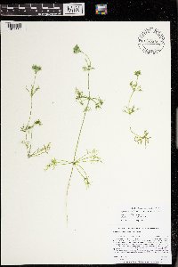 Lychnothamnus barbatus image