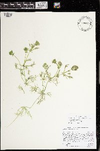 Lychnothamnus barbatus image