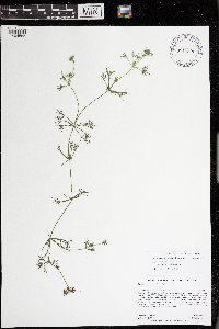 Lychnothamnus barbatus image