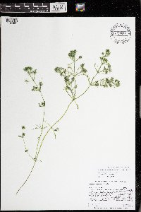 Lychnothamnus barbatus image