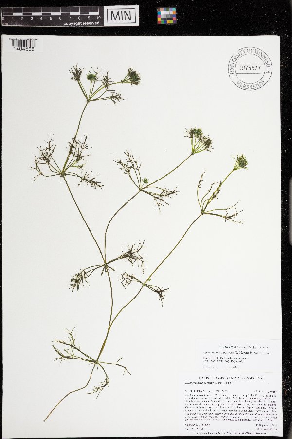 Lychnothamnus barbatus image