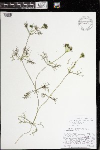 Lychnothamnus barbatus image