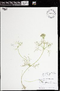 Lychnothamnus barbatus image