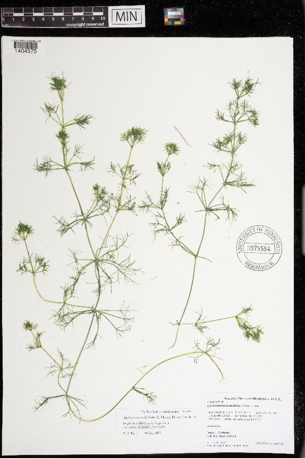 Lychnothamnus barbatus image