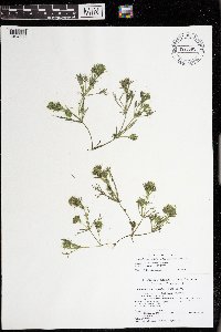 Lychnothamnus barbatus image