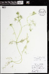 Lychnothamnus barbatus image