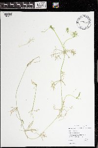 Lychnothamnus barbatus image