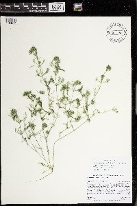 Lychnothamnus barbatus image