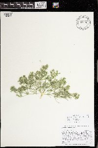 Lychnothamnus barbatus image