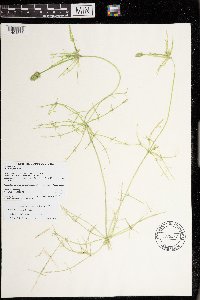 Image of Chara longifolia