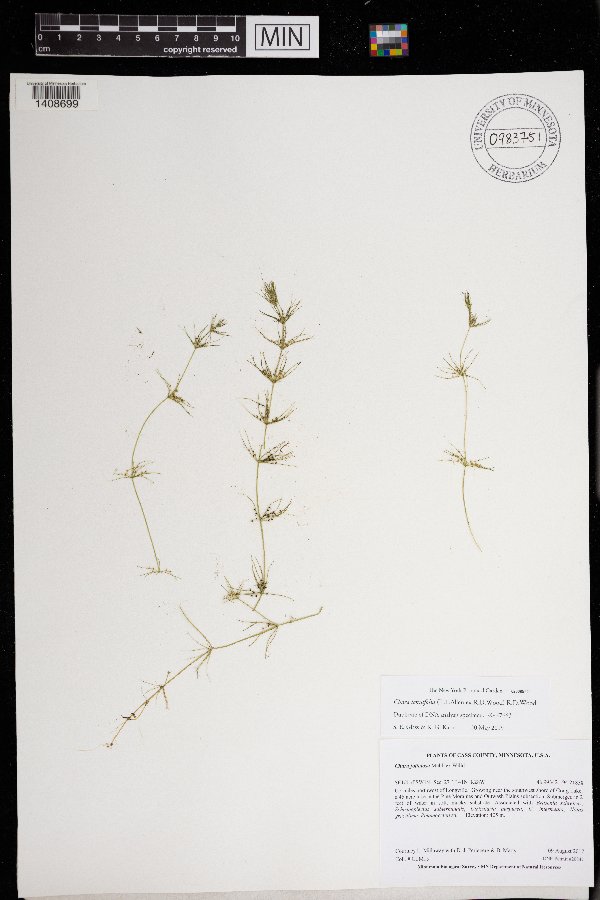 Chara tenuifolia image