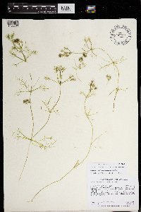 Lychnothamnus barbatus image