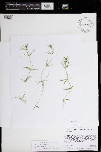Chara compacta image