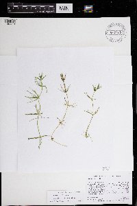 Chara compacta image