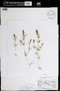 Chara compacta image