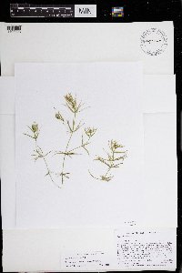 Chara compacta image