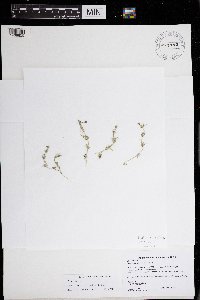 Chara vulgaris image