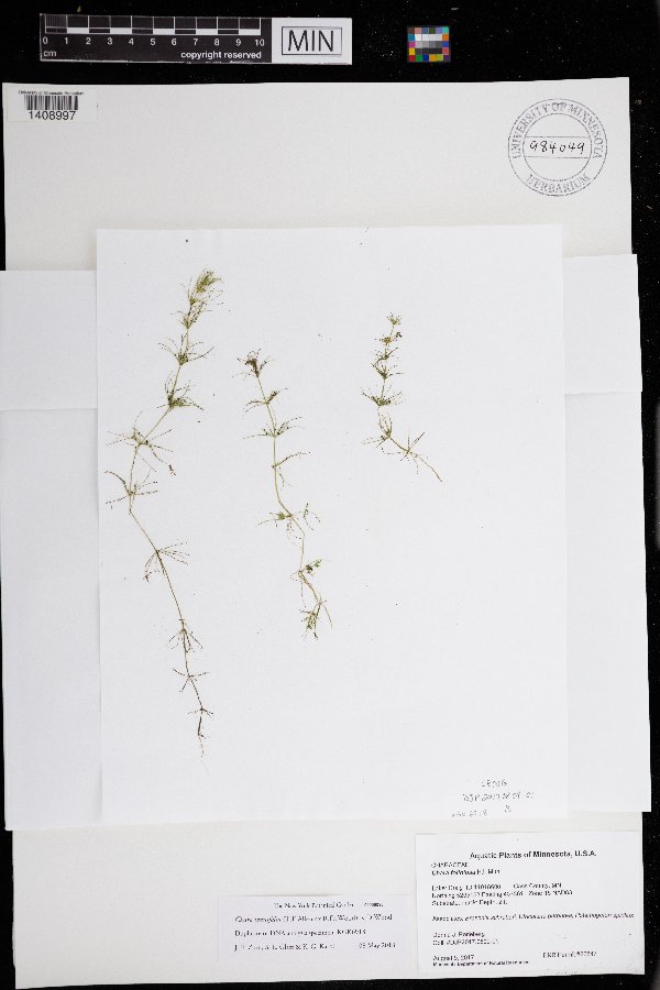 Chara tenuifolia image